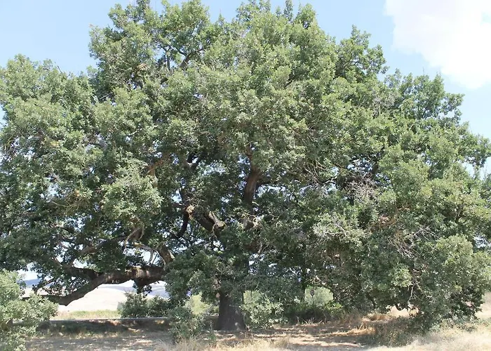 伊斯马尔酒店 酒店 3*